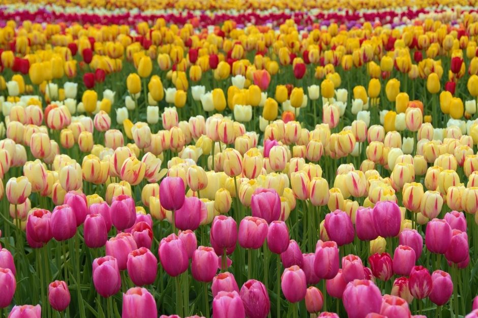 Field of tulips